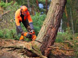 Hewitt, TX Tree Services Company