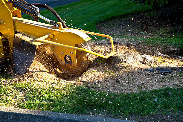 Reliable Hewitt, TX Tree Services Solutions